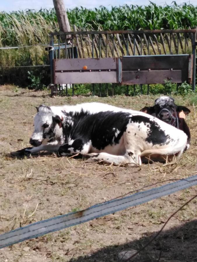 Вилла La Mini Ferme De Maelou Sermaises Экстерьер фото